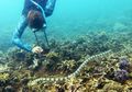 Ditemukan Kulit Ular yang Menyerap Logam Berat dan Timbulkan Bercak Hitam, Ular Laut yang Lebih Besar Tumbuh Semakin Menghitam?