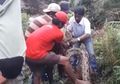 Cerita di Balik Penemuan Ular Piton Seberat 200 Kilogram dan Panjang 7 Meter, hingga Diangkut dengan Ekskavator