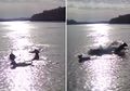 (Video) Tak Tahu dari Mana Datangnya, Anjing-anjing yang Tengah Bermain Tiba-tiba Disambar Makhluk 'Monster' Ini