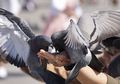 Tafsir Mimpi Memberi Makan Burung, Benarkah Pertanda Rezeki?