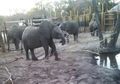 Tuai Kecaman, Zimbabwe Kirim Puluhan Gajah Muda ke China, Ada 50.000 Lebih Gajah Ditempatkan di Taman dengan Daya Tampung 15.000 Ekor Gajah