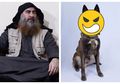Bukan Jenderal Bintang Lima, Inilah Sosok Anjing yang Bikin Pemimpin ISIS Lari Terbirit-Birit hingga Putuskan Bunuh Diri