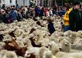 2.000 Domba Merino dan 100 Kambing Banjiri Jalanan di Madrid dalam Migrasi Tahunan, Kok Bisa?
