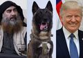 Bukan Para Tentara Elitnya, Anjing Lucu Ini Justru Disebut Donald Trump Jadi yang Bertanggung Jawab dalam Menangkap dan Membunuh Pemimpin ISIS Abu Bakar al-Baghdadi
