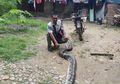 Istrinya Sudah Dililit dan Nyaris Dimangsa Ular Piton Sepanjang 6 Meter, Supriadi Nekat Lakukan Ini dengan Parangnya