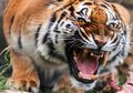 Taring Harimau Ini Diganti Pake Gigi Emas, Ini Alasannya