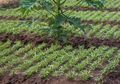 Berpenghasilan Hingga Rp5 M, Petani Kangkung dan Buncis Asal Jatim Ini Ditangkap Polisi, Memang Apa Salahnya?