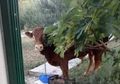 Lolos dari Kematian dengan Melompat Seperti Kucing dan Menghilang di Semak-semak, Sapi Seberat 650 Kg Ini Jadi 'Pujaan'