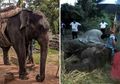 Digunakan Wisatawan untuk 'Bersenang-senang' di Tengah Teriknya Hari, Gajah ini Mati Mengenaskan
