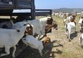 Kebakaran Hutan di Sekitar Perpustakaan Kepresidenan, Tapi Lebih dari 1.000 Tim Justru Kerahkan 500 Kambing, Ini Alasannya