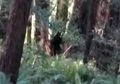 Tingginya Hampir Capai 3 Meter, Makhluk 'Setengah Manusia, Setengah Anjing' Meneror Kota-kota dan Meninggalkan Korban