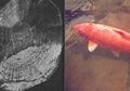 Inilah Hanako, Ikan Koi yang Bertahan Hidup Selama 2 Abad, Ilmuwan Ungkap Rahasia Ikan Itu Bisa Hidup Sangat Lama