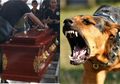 Bocah 5 Tahun Ini Tewas Setelah Sentuh Air Liur Anjing, Sebelum Meninggal Tubuhnya Alami Kondisi Seperti Ini