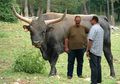 Menghidupkan Kembali Sapi Zaman Batu yang Sudah Punah, Pertanian Ini Juga Diisi Hewan yang Sudah Punah dari Abad 17