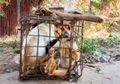 Inilah Rumah Jagal Anjing di Kamboja yang Membantai Banyak Anjing Secara Sadis untuk Dijadikan Daging hingga Makanan Ringan