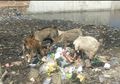 Jakarta Hasilkan 7.700 Ton Sampah per Hari, Bisakah 'Interceptor' Bereskan Masalah Ini?