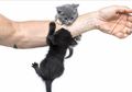 Kasus Wanita Jalani Cangkok Kulit Karena Dicakar Kucing: Jangan Remehkan Cakaran Kucing Jika Anda Tidak Mau Kena 3 Penyakit Mematikan Ini