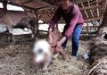 Dilahirkan Seperti Sapi pada Umumnya, Sapi di Bantul Ini Punya 'Keistimewaan' yang Jadi Tontonan Warga, 'Setelah Diraba Kepalanya, Kok Mulutnya dua, Matanya Tiga'