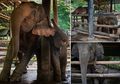Rekaman Menyedihkan dari Kamp Pelatihan Gajah, Mereka Dikembangbiakan untuk 'Disiksa' Agar Menghasilkan Uang