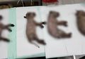 Disiram Air Panas, Ini 4 Fakta Terkait Kabar Tewasnya 5 Anak Anjing di Jakarta Pusat yang Viral