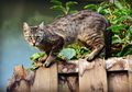 Gara-gara 'Lindungi' Diri Pakai Kucing, Pria Ini Harus Hadapi Hukuman 5 Tahun dan Denda Rp49 Juta