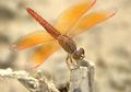 Pameran Seni Foto “DRAGONFLY: Pengetahuan & Citra” Karya Wahyu Sigit