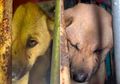 15.000 Anjing Dibunuh Tiap Tahunnya, Begini Ekspresi Kesedihan Seekor Anjing Saat Tahu Dibawa ke Rumah Jagal, Tak Ubahnya Manusia