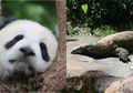 Punya Aset Komodo, Indonesia Bakal Tiru Teknik China, Sewakan Hewan Langka Demi Tingkatkan Pendapatan Negara