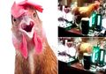 Seekor Ayam Jago 'Bersenang-senang' di Sebuah Bar, Publik pun Marah Besar, Apa Masalahnya?