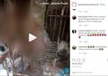 Sedang Menyusu ke Induknya, 5 Anak Anjing Disiram Air Keras, Pemilik Peliharaan Tak Menyangka Pelaku Sepupunya