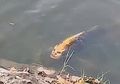(Video) Ikan 'Berwajah Manusia' Ini Ditemukan di China: 'Ada yang Berani Memakannya?'