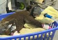 Tak Hanya Manusia, Ratusan Koala Juga Jadi Korban Tewas Kebakaran Hutan di Australia, Lembaga Konservasi: Ini Seperti Kremasi