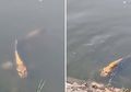 Heboh Penampakan Ikan Berwajah Manusia, Begini Lho Penampakan Aslinya dari Dekat