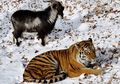 Masih Ingat dengan Billy Si Kambing 'Penakluk' Harimau Siberia dan Menjadikannya Teman? Beginilah Kabarnya Sekarang