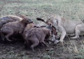 Singa Betina Rebutan Mangsa dengan Gerombolan Hyena yang Haus Darah, Seekor Raja Hutan Kemudian Tunjukkan Otoritasnya: 'Alam Itu Brutal'