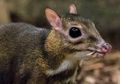 Mirip Tikus Tapi Kakinya Panjang, Hewan Ini Ditemukan Kembali Setelah 30 Tahun Dinyatakan Punah