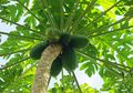Jangan Disepelekan! Jus Daun Pepaya Bisa Bantu Tangkal Berbagai Penyakit hingga Bikin Kulit Bebas Jerawat