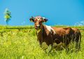 Heboh Urine Sapi Diklaim Dapat Sembuhkan dan Bunuh Virus Corona, Seorang Ahli Akhirnya Bongkar Fakta yang Sebenarnya