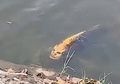 Viral Video Penampakan Ikan 'Berwajah Manusia', Ternyata Ada Sebab-sebab Tertentu Ini Dibalik Kemiripan Tersebut!