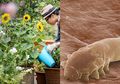 Hobi Berkebun Buat Dirinya Koma, Begini Kisah Nenek yang Harus Merasakan 60 Kali Operasi Akibat Menyukai Tanaman, Sampai Harus Diamputasi!