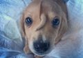 Mirip Unicorn, Anak Anjing Ini Viral karena Punya Ekor di Jidat