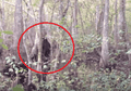 Kerjaannya Mengintai Manusia dari Dalam Hutan Rimba, Inilah Asal Mula Bagaimana 'Makhluk Primitif Berbahaya' Ini Bisa Menarik Perhatian Dunia