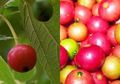 Harga Perkilogramnya Hampir Setengah Juta, Buah yang Banyak Tumbuh di Pinggir Jalan InI Rupanya Pencegah Kanker!