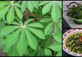 Campur Daun Singkong dan Daun Sirih Lalu Oleskan pada Sendi, Ini 7 Manfaat Luar Biasa Daun Singkong yang Mungkin Belum Anda Tahu!