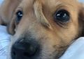 Punya Ekor Tambahan di Kepalanya, Anjing Ini Justru Bikin 17 Ribu Orang Antre untuk Mengadopsinya Setelah Dokter Putuskan untuk Tidak Mengoperasinya