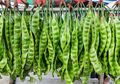Jadi Makanan Favorit, Siapa Sangka Petai Punya Dampak Mengerikan Ini! Sampai Bisa Sebabkan Gagal Ginjal