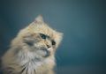 Tafsir Mimpi Digigit Kucing, Benarkah ini Sebuah Pertanda Buruk?