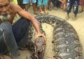 Lihat Ular Piton yang Perutnya Membesar Seperti Habis Memangsa Manusia, Warga Ramai-ramai Membunuhnya, Ternyata Ini yang Ular Tersebut Makan