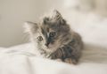 Kucing Kamu Punya Kebiasaan Memijat? Ternyata Ini Makna Di Baliknya