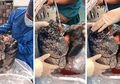 Begini Penampakan Paru-Paru Manusia Setelah Merorok 30 Tahun Lebih!